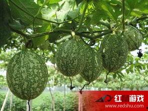 吊瓜剥皮吃,解锁夏日清新美味新体验 第3张 吊瓜剥皮吃,解锁夏日清新美味新体验 第3张